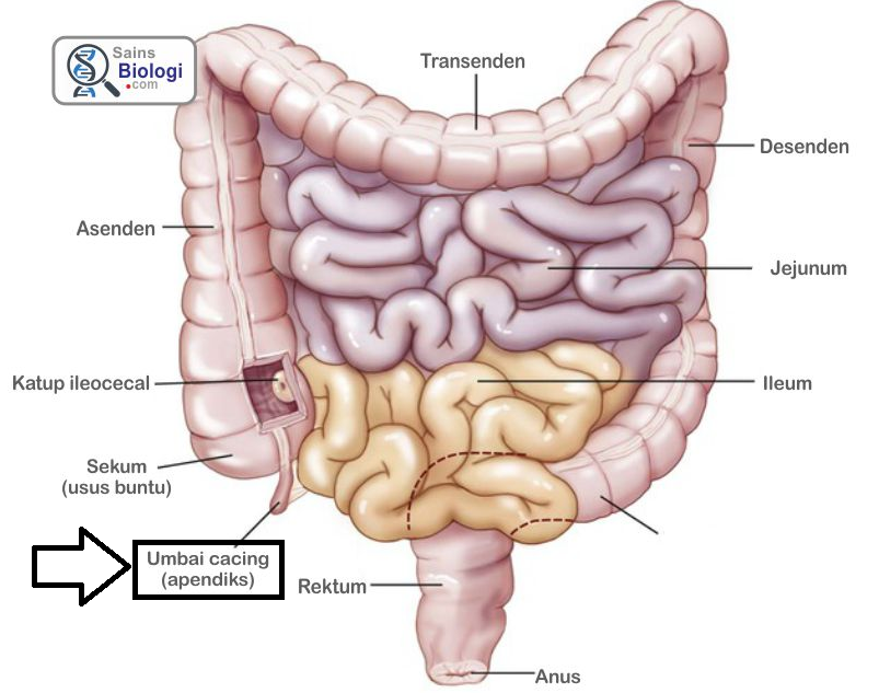 Usus Buntu Meradang Karena Telan Biji Jambu Dan Cabai? Ini Kata Dokter