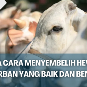 Cara Menyembelih Hewan Qurban yang Baik dan Benar
