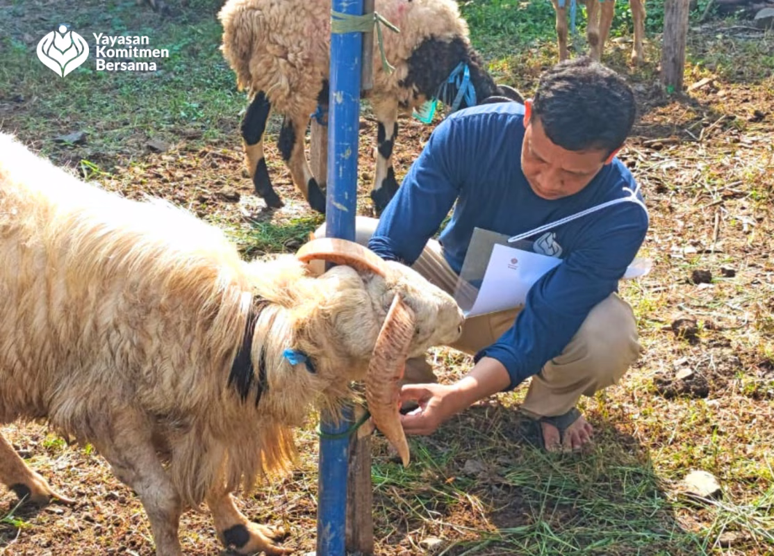 bolehkah qurban hewan betina