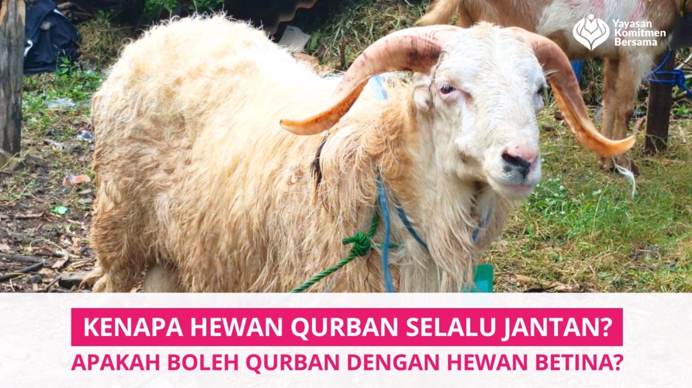 bolehkah qurban hewan betina