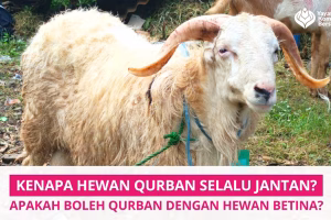 Kenapa Hewan Qurban Selalu Jantan? Memang Tidak Boleh yang Betina?