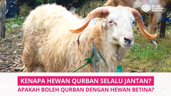 Kenapa Hewan Qurban Selalu Jantan? Memang Tidak Boleh yang Betina?