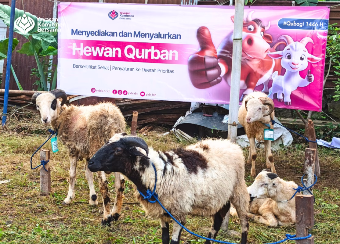 qurban idul adha di yayasan komitmen bersama